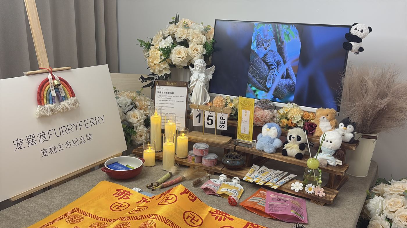 宠物离世前的征兆：天津家长的临终陪伴清单
